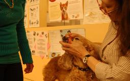 Know the steps to a vet exam so you can make sure your vet does them all