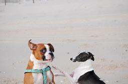 Learning canine body language can help to distinguish between play and aggression